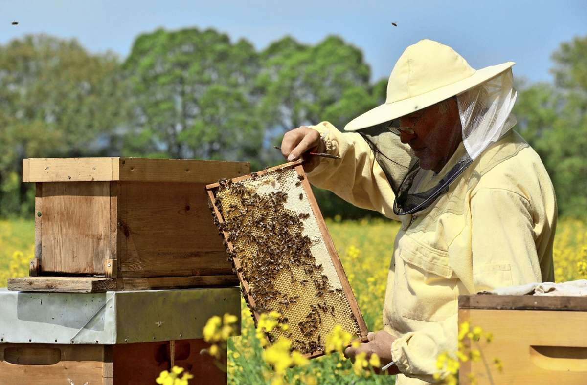 Bienen in Baden-Württemberg: Viele Bienenvölker haben den Winter nicht überlebt