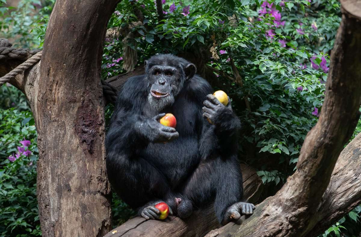 Experiment in Uganda: Studie: Schimpansen bilden mit Huu und Waa eine Art Mini-Sätze