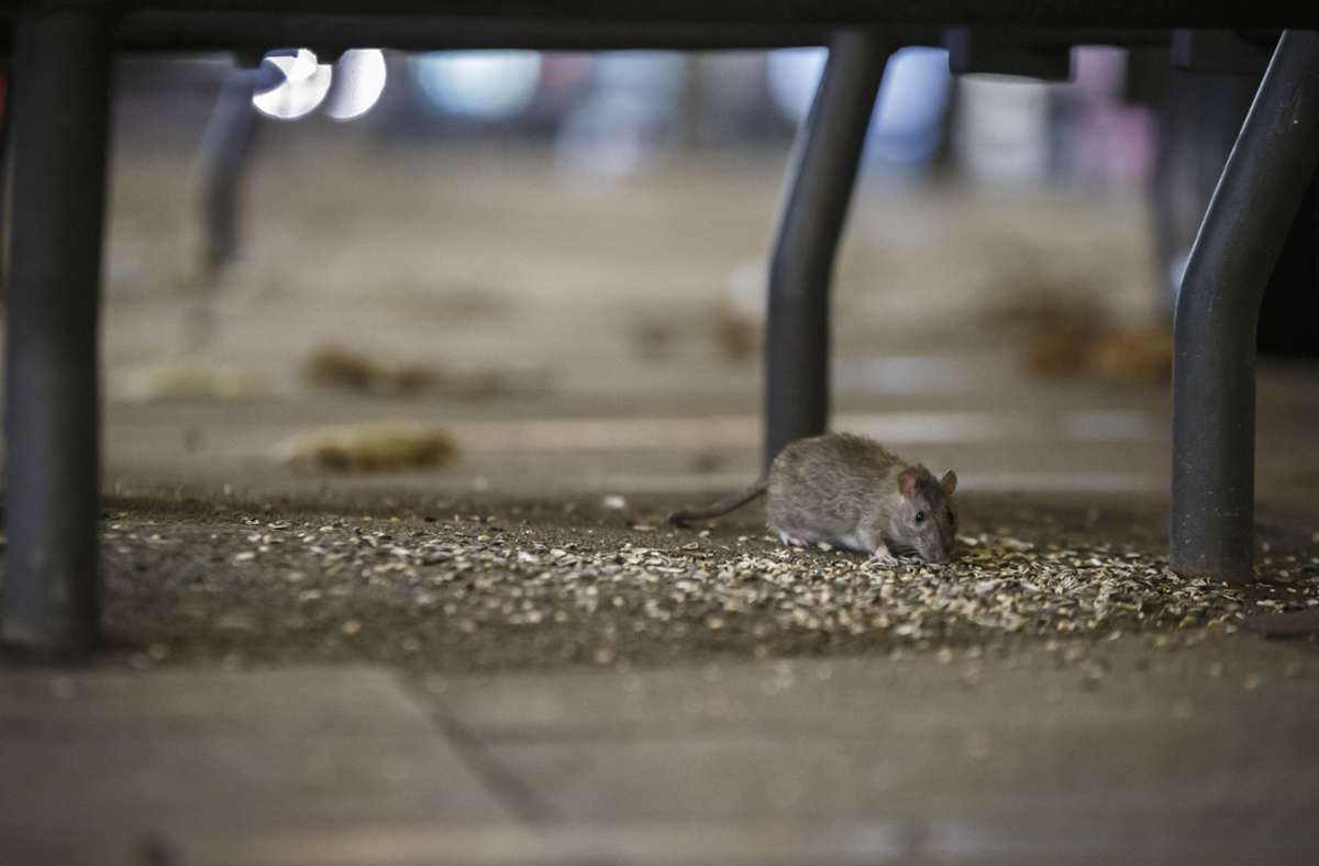 Ratte auf Nahrungssuche in der Stuttgarter Innenstadt Foto: Lichtgut/Julian Rettig