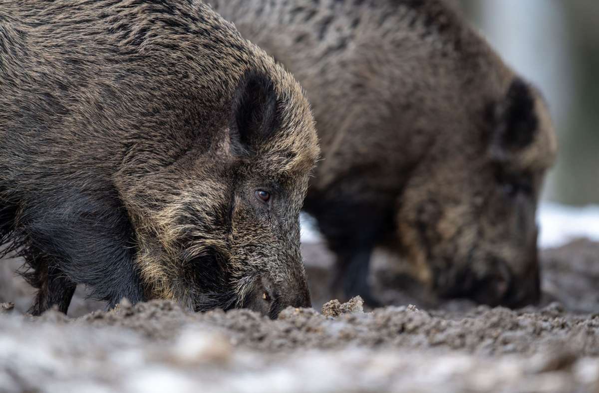 In Brandenburg: Afrikanische Schweinepest breitet sich weiter aus