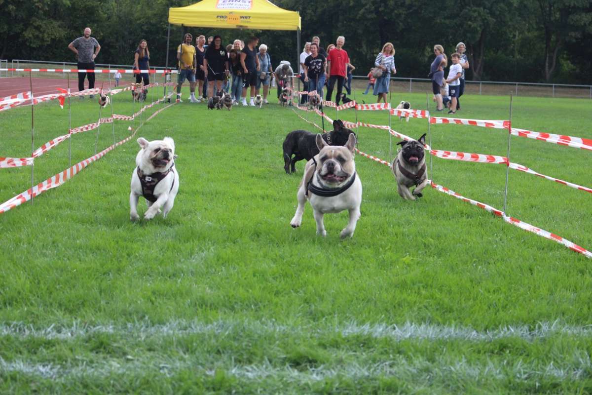 Erste Bilder vom 9. Süddeutschen Mops- und Bulldoggenrennen. Foto: Rainer Hauenschild