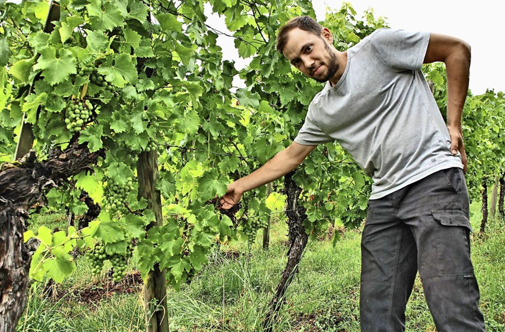 Klimawandel wirkt sich auf Esslinger Weinbau aus – „Sortenumstellung ist die Zukunft“: Trollinger-Trauben leiden unter Hitze