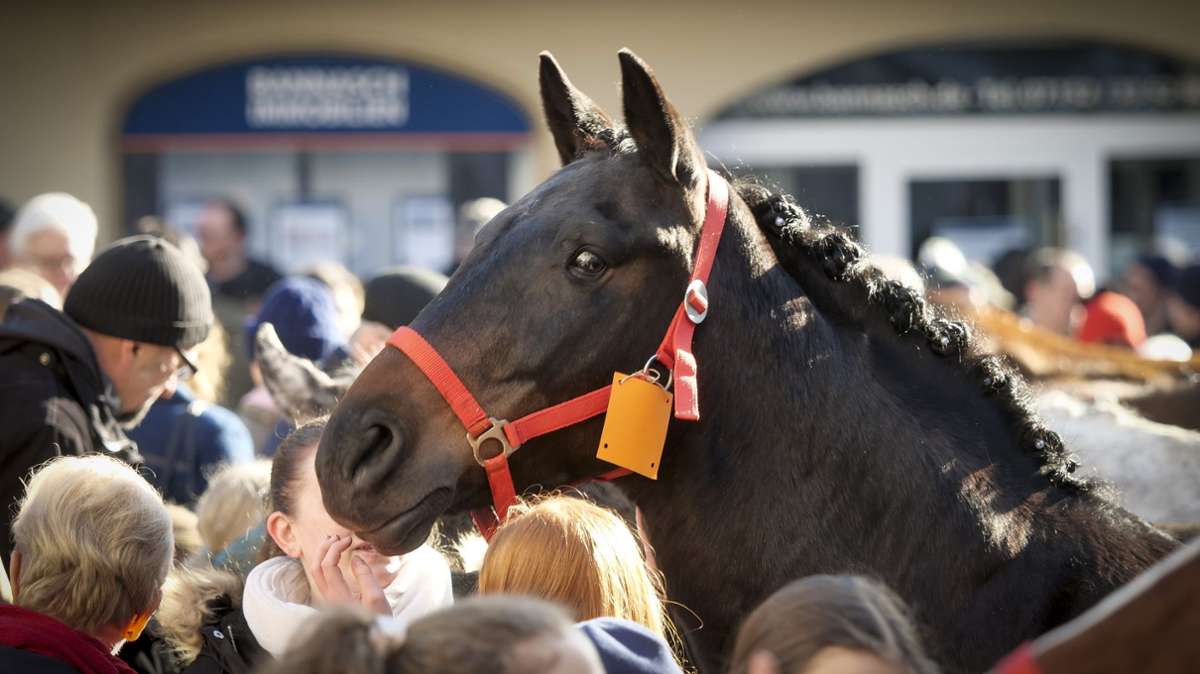 54 Pferde und sieben Händler sind für den diesjährigen Handel auf dem Marktplatz angemeldet.
