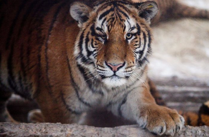 Tierpark in Stuttgart: Wilhelma darf neues Gehege für Amur-Tiger bauen