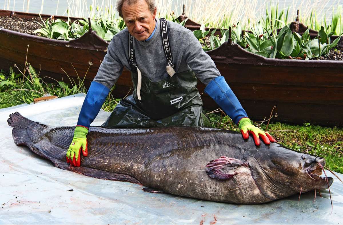 Zwei-Meter-Fisch im Bodensee: Da staunen die Kollegen – Berno Spicker  fängt Riesen-Wels