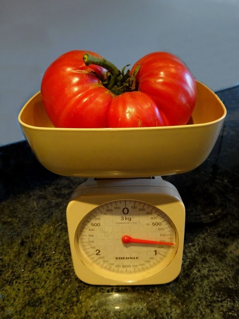 Familie Kusnitzius aus Köngen hat diese Tomate geernet und damit auf Facebook den Startschuss zur Monstergemüse-Parade gegeben.
