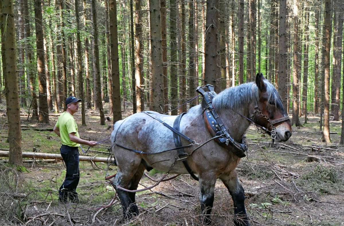 Holzrücken im Plochinger Stadtwald: Kaltblut „Felix“ schont den Boden
