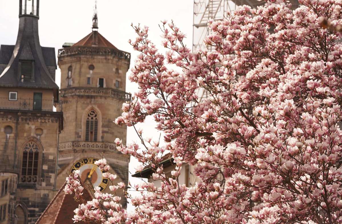 Stuttgart blüht auf – immer mehr Blüten zeigen sich Mitte März auch in der Landeshauptstadt.