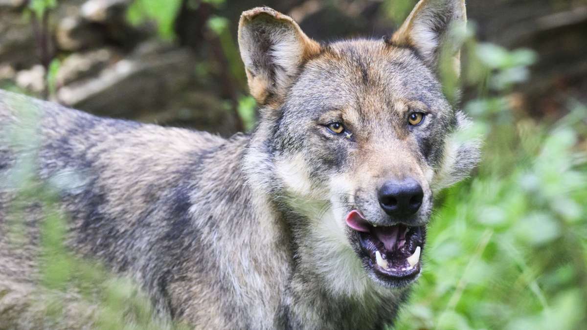 Schweiz: Wolfsjagd nach Beschwerde gestoppt