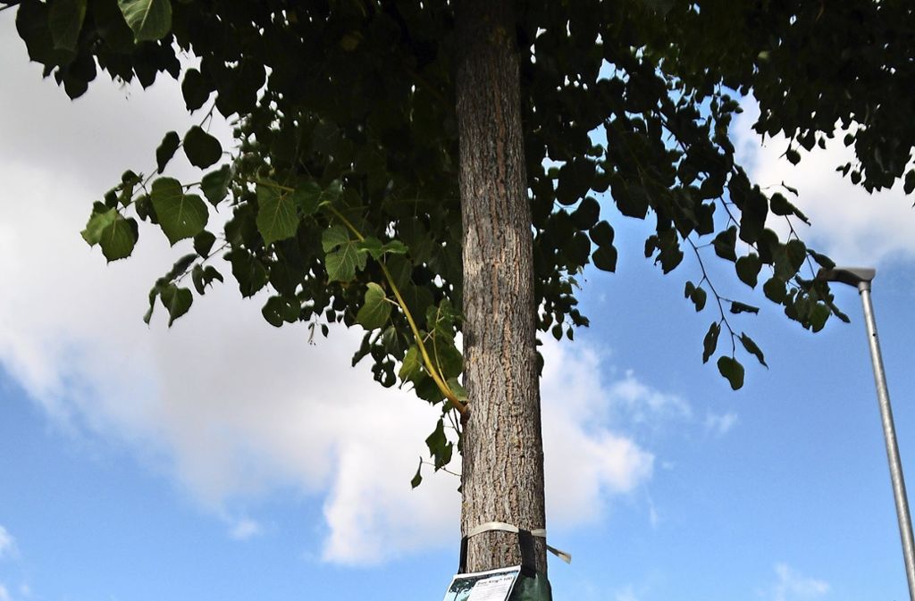 Am Baum hängt kein Müllsack, die Stadt Wendlingen hat an jüngeren Bäumen  ein Bewässerungssystem installiert.