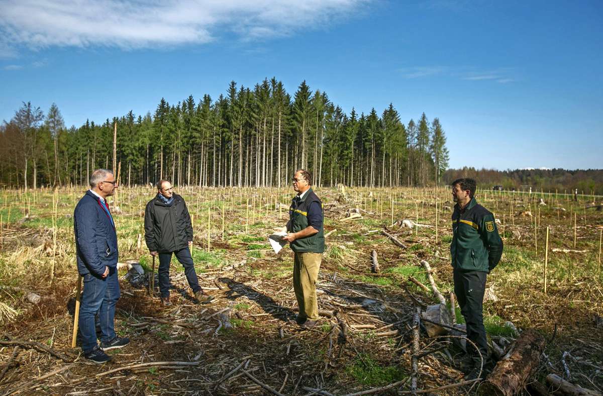 Klimaschutz im Kreis Esslingen: Starthilfe für den Wald der Zukunft