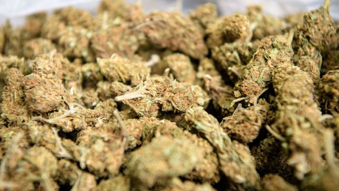 15 Kilogramm Marihuana – Polizei nimmt fünf Männer fest
