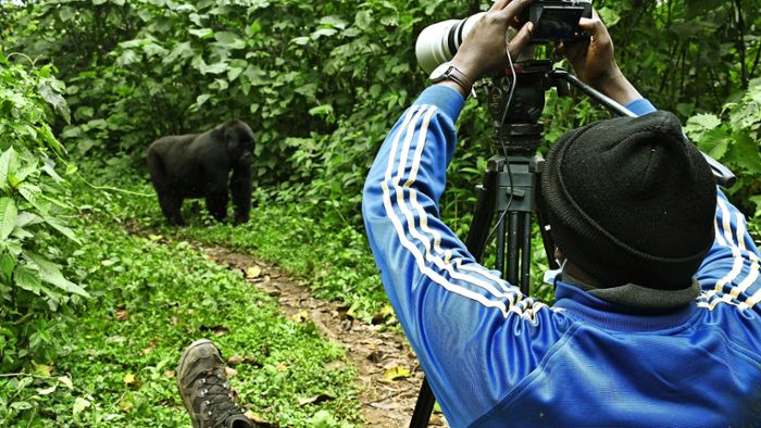 Auf den Spuren der Berggorillas in Uganda