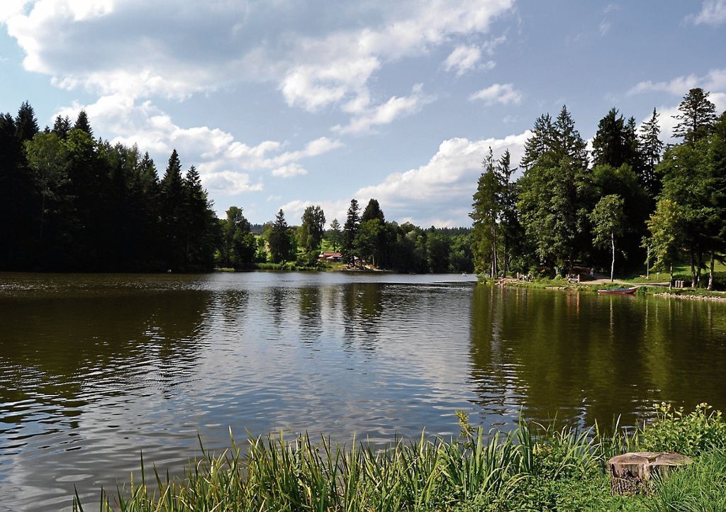 Die schattige Schluchtenwanderung durch das Strümpfelbachtal                             ist perfekt für heiße Sommertage          .                  Als Belohnung lockt der               Ebnisee              .: Im Urwald von morgen