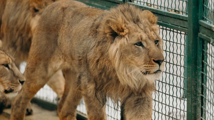 Löwe verletzt junge Tierpflegerin in Zoo schwer