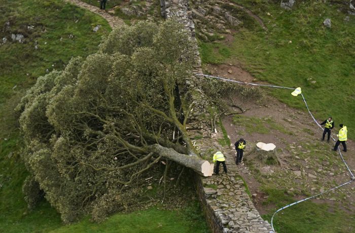 Weltberühmter Robin-Hood-Baum in Nordengland illegal gefällt