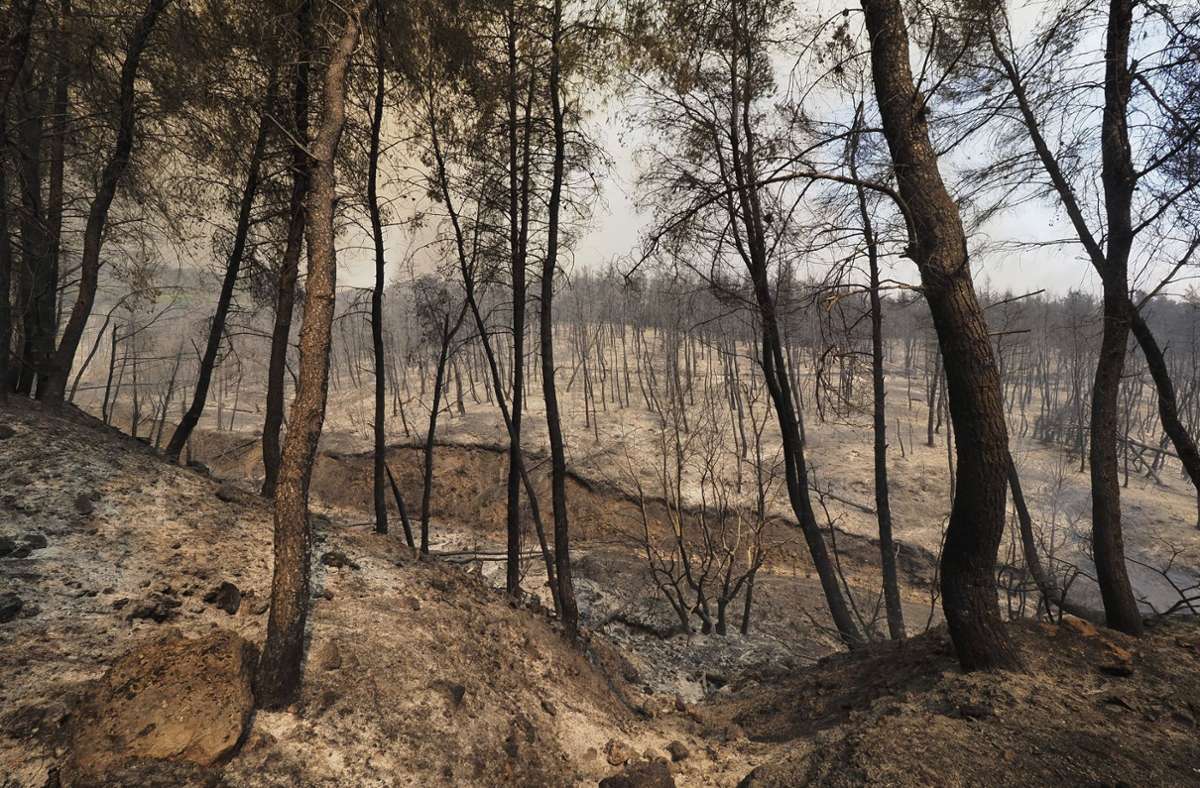 Brände in Griechenland: Regen in der Nacht verbessert die Lage deutlich