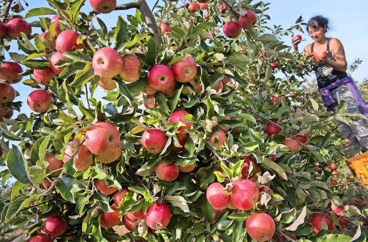 Obsternte in Baden-Württemberg: Die lange Trockenheit setzt den Äpfeln zu