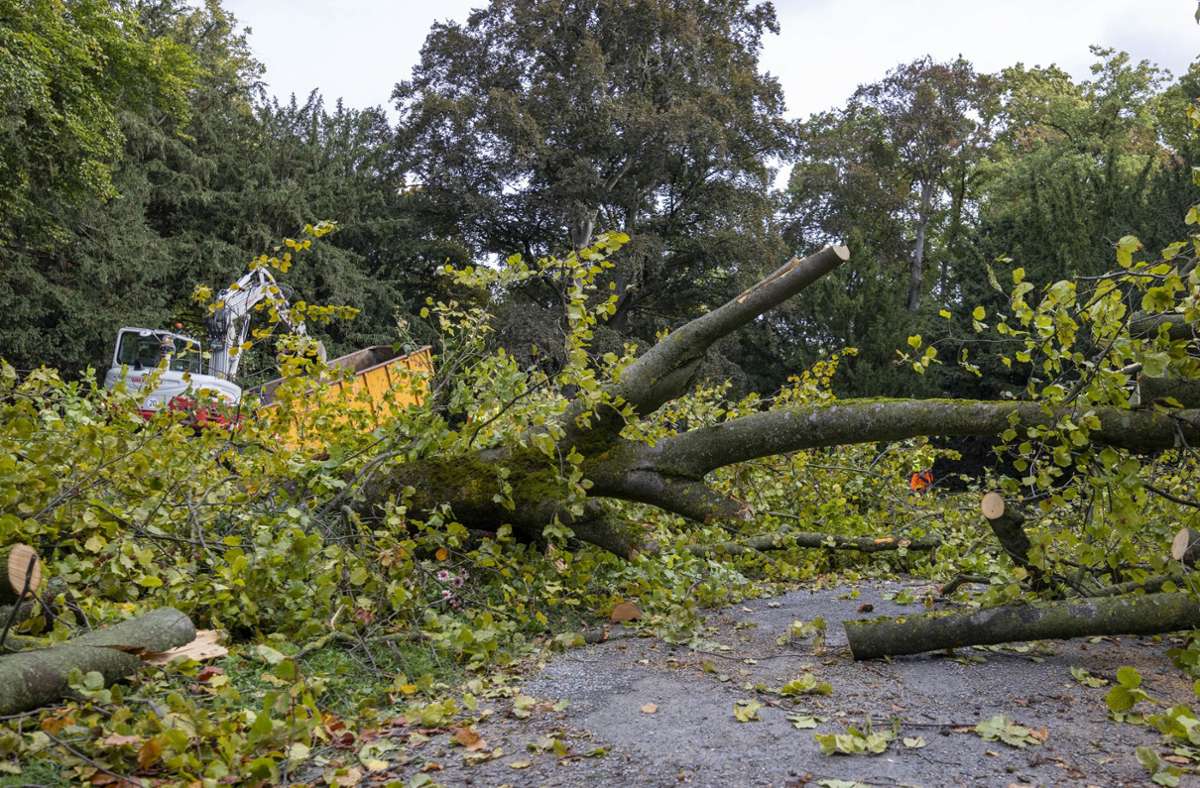 Tragischer Unfall erschüttert Würzburg: Baum stürzt auf Radfahrerin – Frau tot