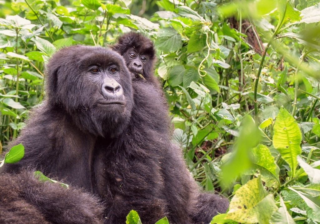 Die Teilnahme am Thementag ist im normalen Eintrittspreis enthalten: Warum Gorillas Nester bauen und Orang-Utans Obst ernten