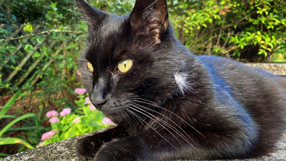 Blacky aus Sillenbuch ist tot: Ein Stadtteil trauert um eine Katze