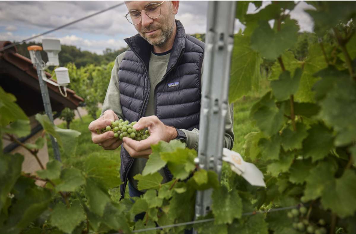 Weinbau im Remstal: Wetter-App bewahrt Wengerter vor unnötigen Wegen
