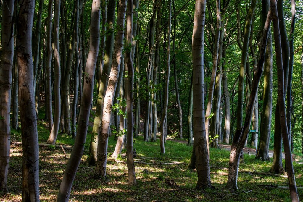 240.000 Waldbesitzer betroffen: Waldbesitzer im Land müssen sich auf neue Strukturen einstellen