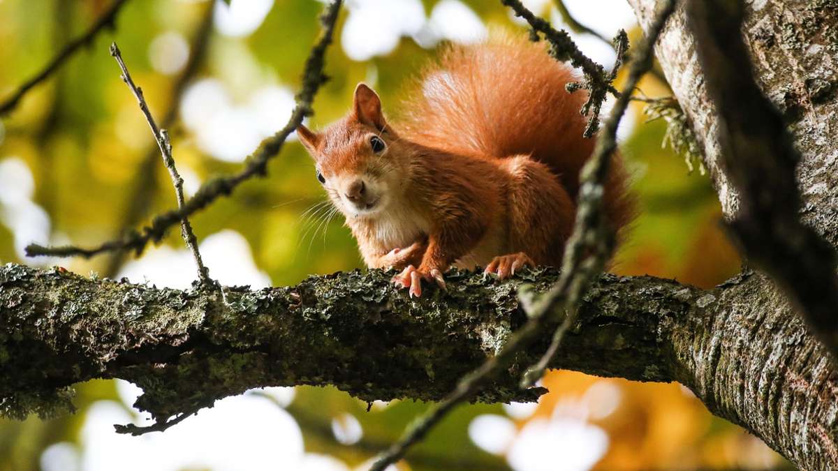 München: Feuerwehr befreit Eichhörnchen aus geschlossenem Café