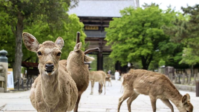 Hirsche erkunden Stadt in Japan