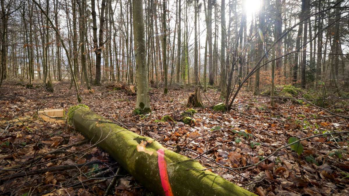 Waldwirtschaft in Renningen: Darum wurden so viele Bäume gefällt