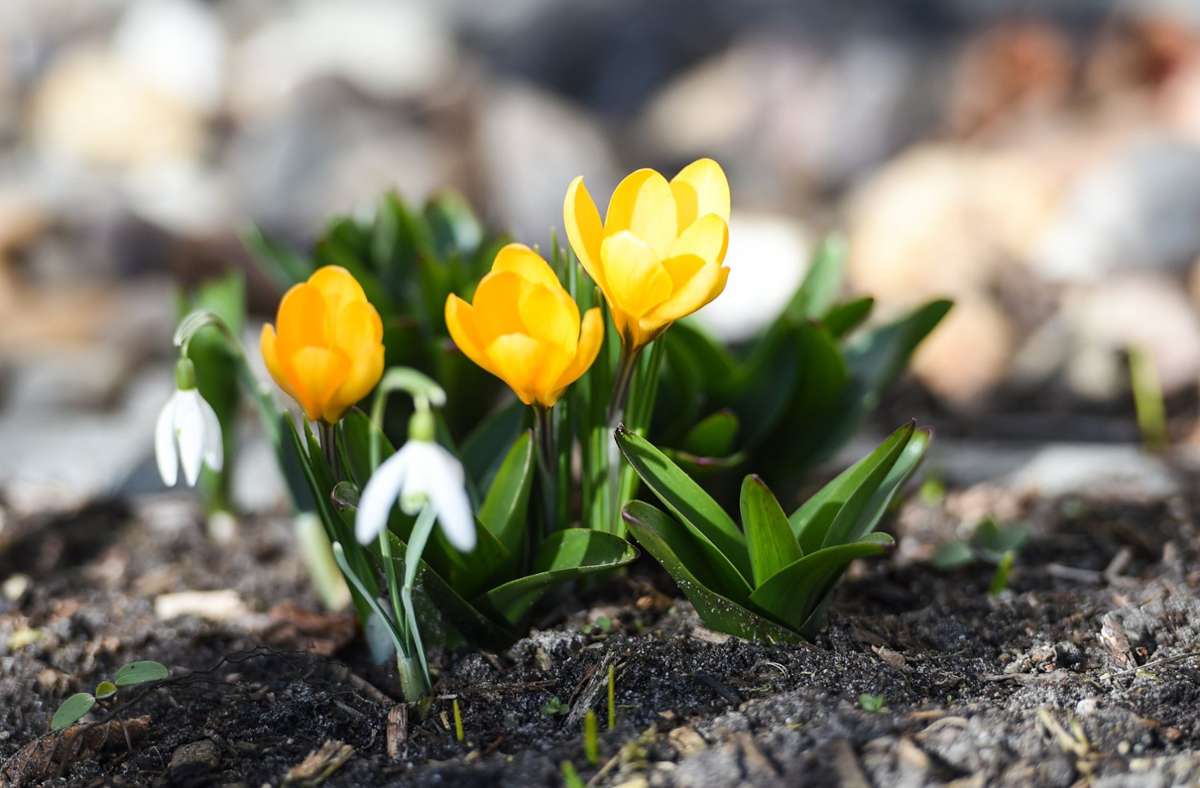 In einem Garten in Berlin blühen gelbe Krokusse, eine der ersten Frühlingsblumen. Der kalendarische Frühling beginnt, wenn die Sonne im Zenit über dem Äquator steht. In diesem Jahr ist das in Mitteleuropa am 20. März 2021 um 10.37 Uhr der Fall.