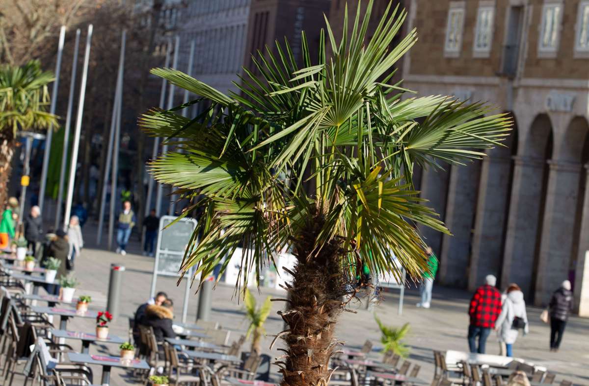Palmen fürs Urlaubsfeeling, Blumen auf den Tischen und die ersten Gäste wagen sich ins Straßencafé. Foto: Lichtgut/Leif Piechowski