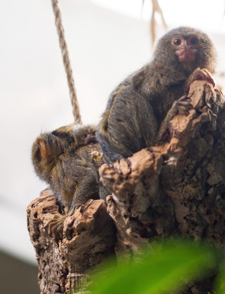 30.9.2018 Bei den Springtamarinen und Zwergseidenäffchen, den kleinsten Affen der Welt, gibt es aktuell Nachwuchs in der Wilhelma.