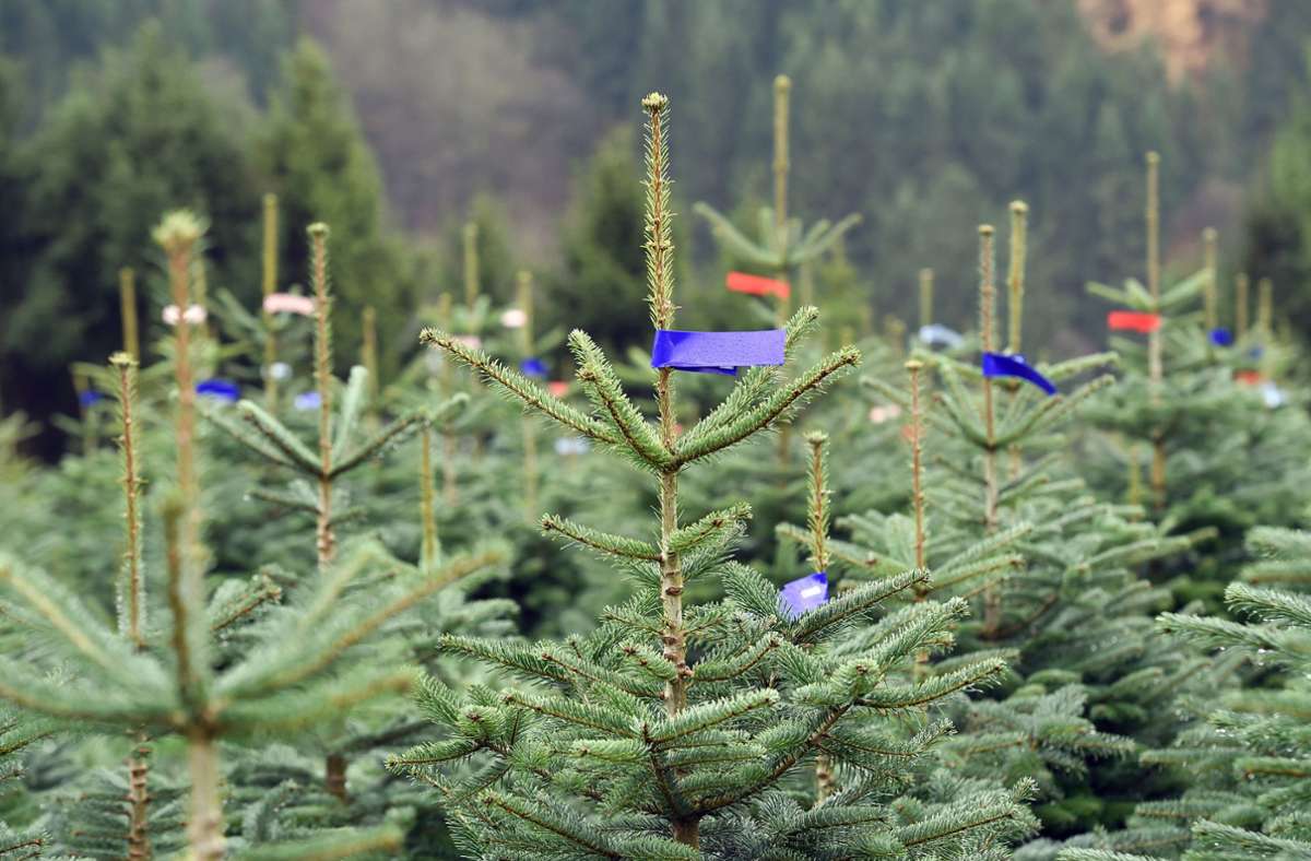 Moers in Nordrhein-Westfalen: Unbekannte stehlen 76 Weihnachtsbäume