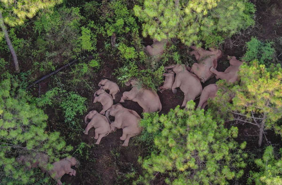 Elefanten unterwegs in China: Wandernde Dickhäuter begeistern das Netz