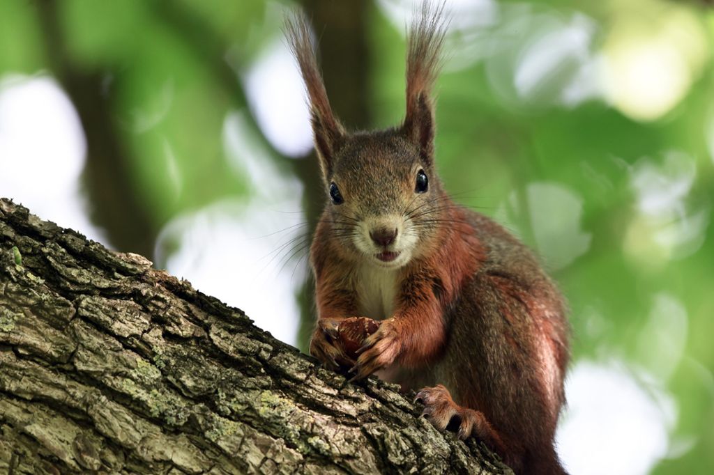 Tat ereignete sich bereits im Mai: Mann tötet Eichhörnchen mit Luftgewehr