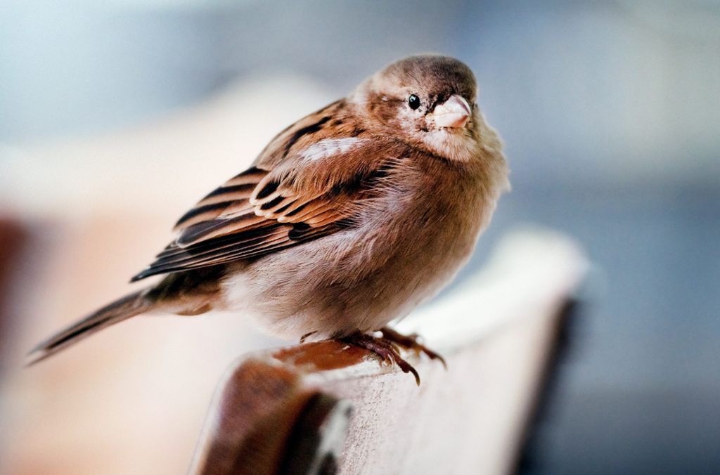 Das teilte der Nabu nach der alljährlichen Zählaktion «Stunde der Wintervögel» mit: Wieder weniger Vögel in den Gärten gesichtet