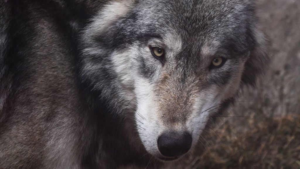Toter Wolf vom Schluchsee: Gebäude durchsucht
