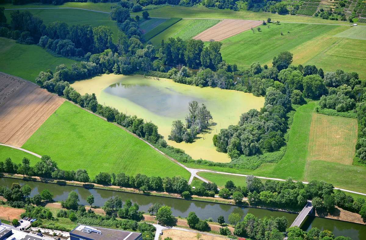 Der See  in der Nähe des Neckars bei Pleidelsheim, gegenüber dem Industriegebiet,   wird zunehmend von Wasserlinsen überwuchert.