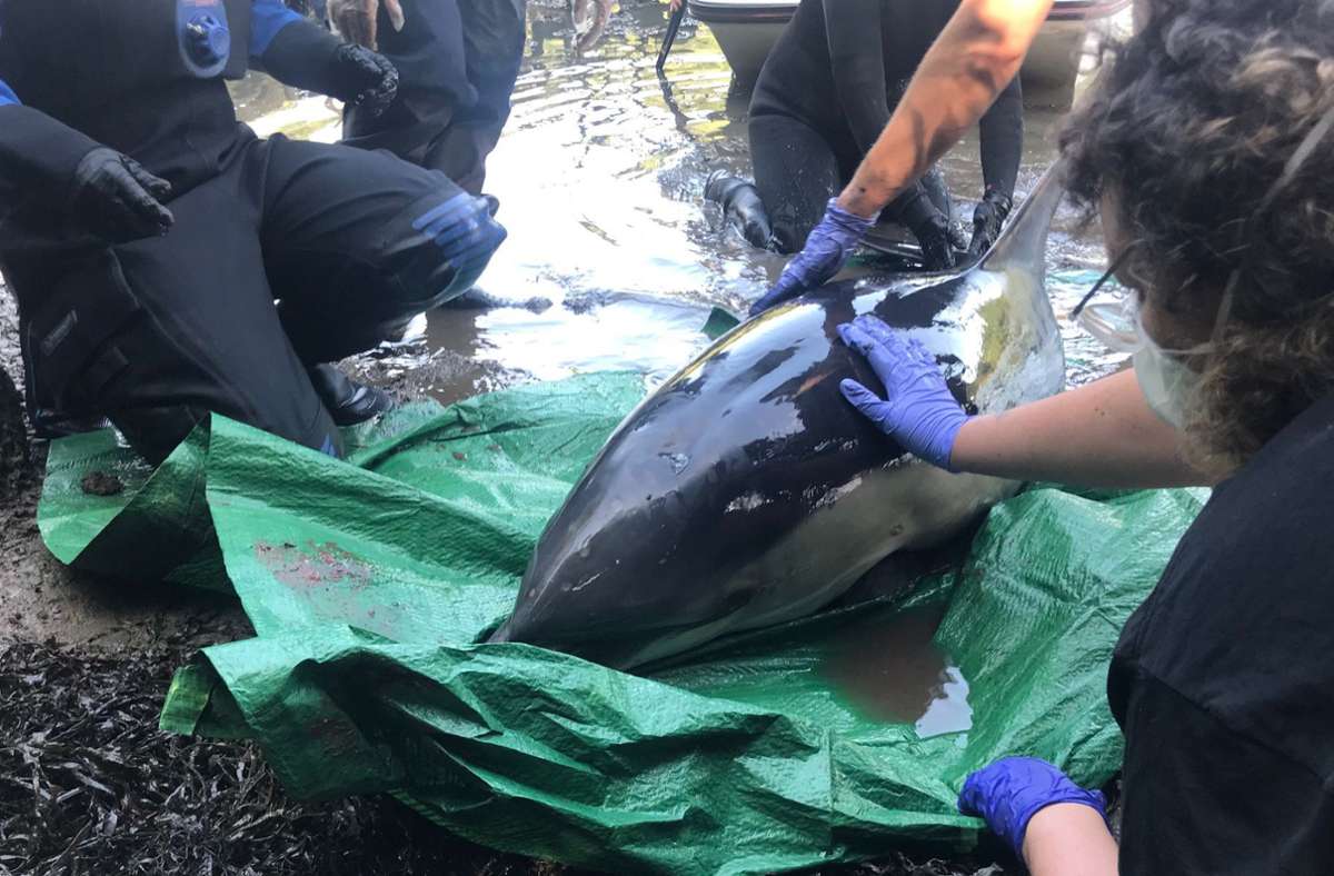 Einsatz  in Großbritannien: Tierschützer retten Delfin in fünfstündiger Aktion