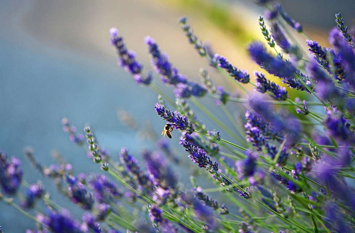 Lavendel mit Biene: Insektenfreundlicher Garten und trockenheitsverträgliche Pflanzen (Trend 1 und 2)