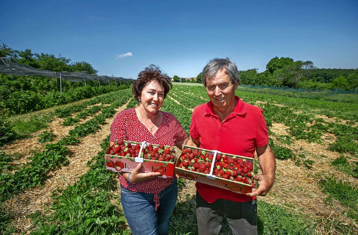 Barbara und Winfried Groner   freuen sich über die gute Ernte. Foto: Roberto Bulgrin