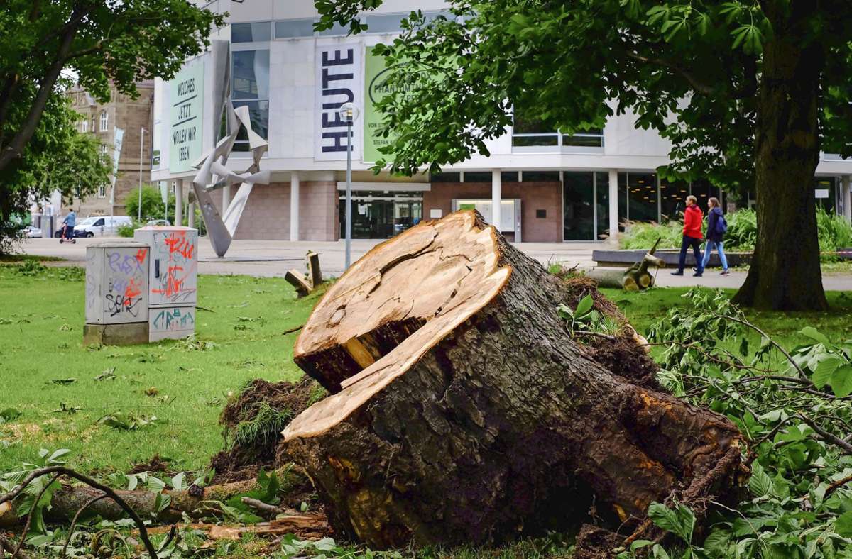 Unwetterschäden in Stuttgart: Die zerstörten Bäume sind teils über 100 Jahre alt