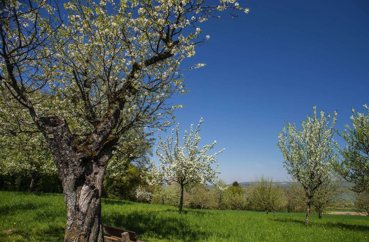 Wetterbilanz 2020 für Baden-Württemberg: Apfelbäume blühen 22 Tage zu früh