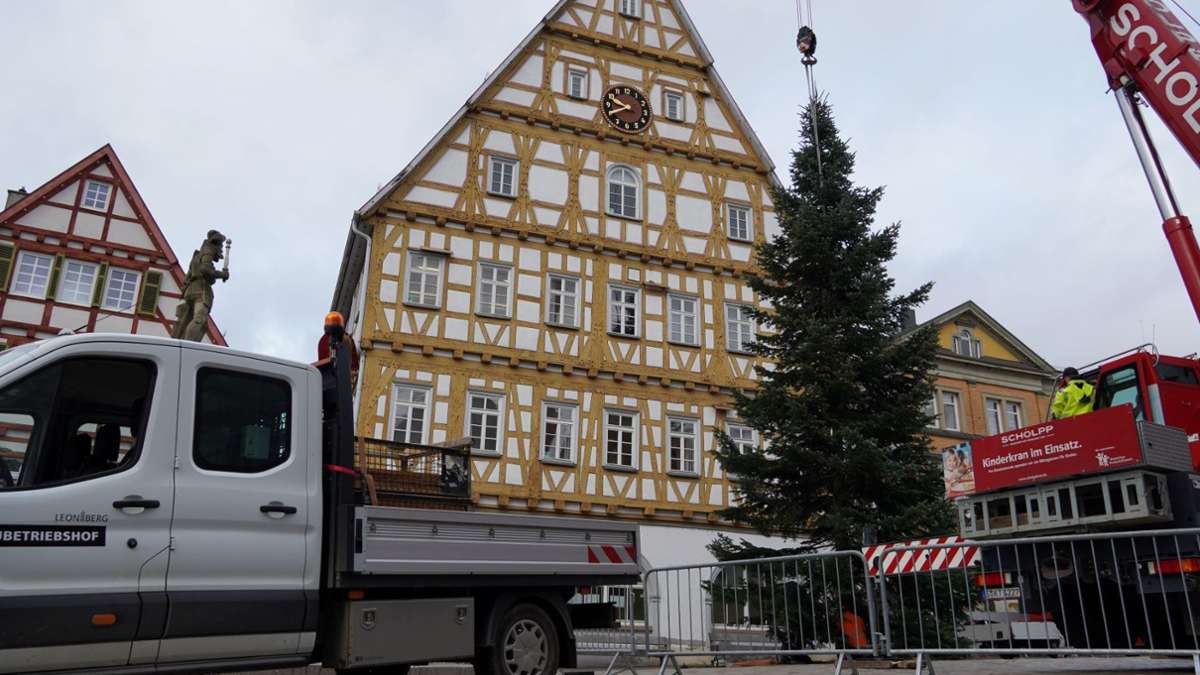 Weihnachtsbäume in Leonberg: Die Weihnachtsbäume stehen