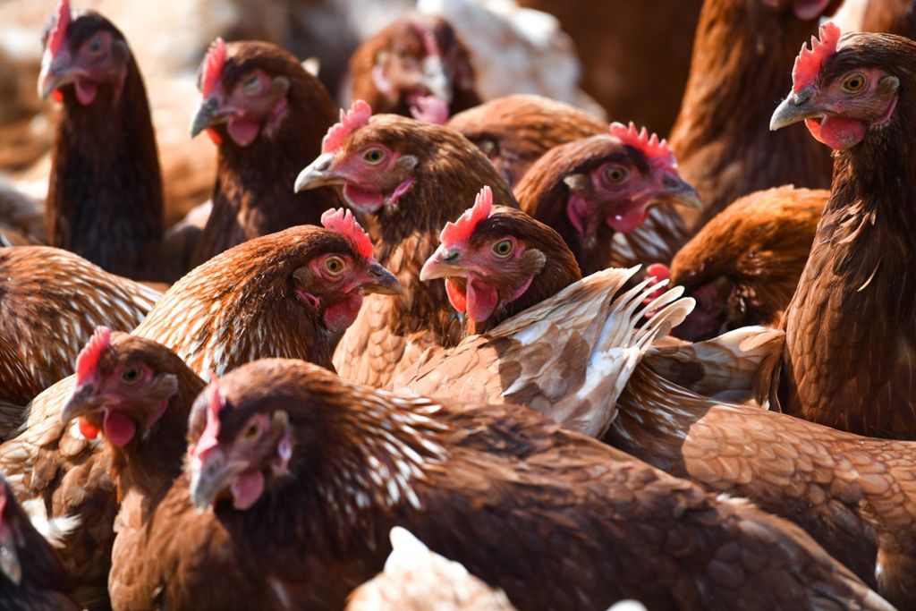 Vogelgrippe in Europa noch nicht gebannt - Südwesten vorbereitet