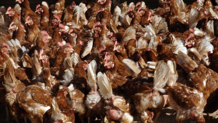 Lastwagen-Unfall mit 8000 Hühnern –  Fahrer verletzt
