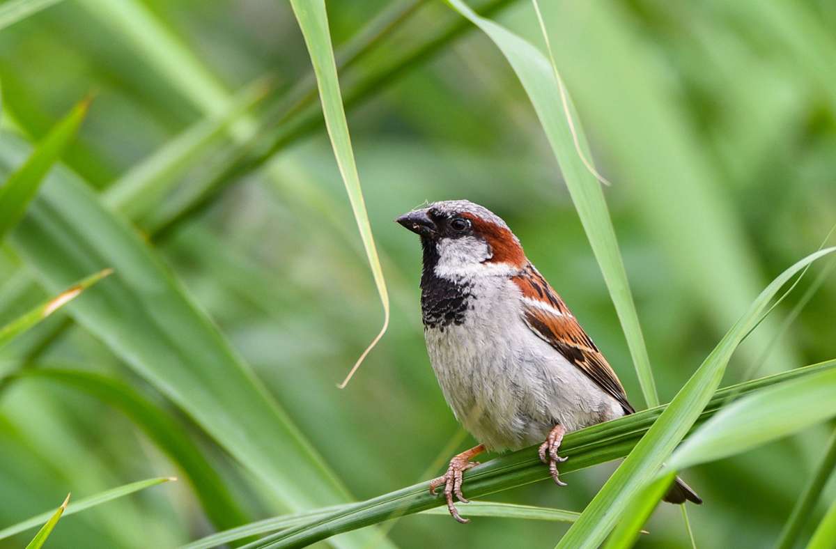 Vogelzählung des Nabu: Diese Vögel leben in den Gärten im Südwesten
