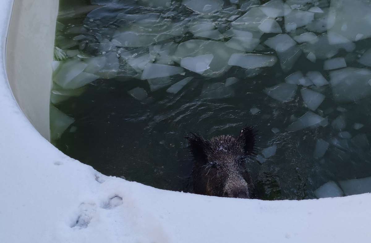 Neuss in Nordrhein-Westfalen: Wildschwein bricht durch Eisdecke in Pool - und wird gerettet