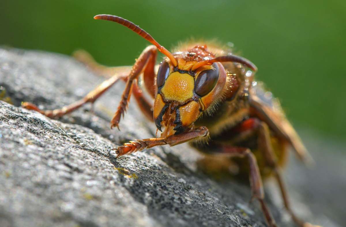 Lebensgefahr in Dresdner Park: Acht Menschen von Hornissen gestochen – drei allergische Schocks